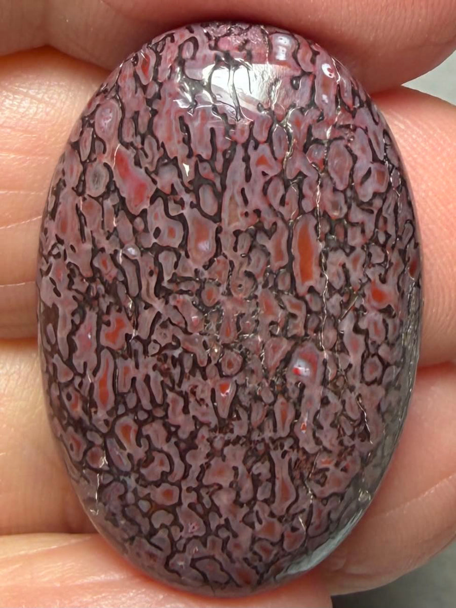 Oval 30x20mm Dinosaur Bone Cabochon 32