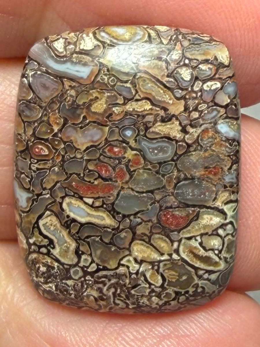 Rectangle 24x19mm Dinosaur Bone Cabochon 33