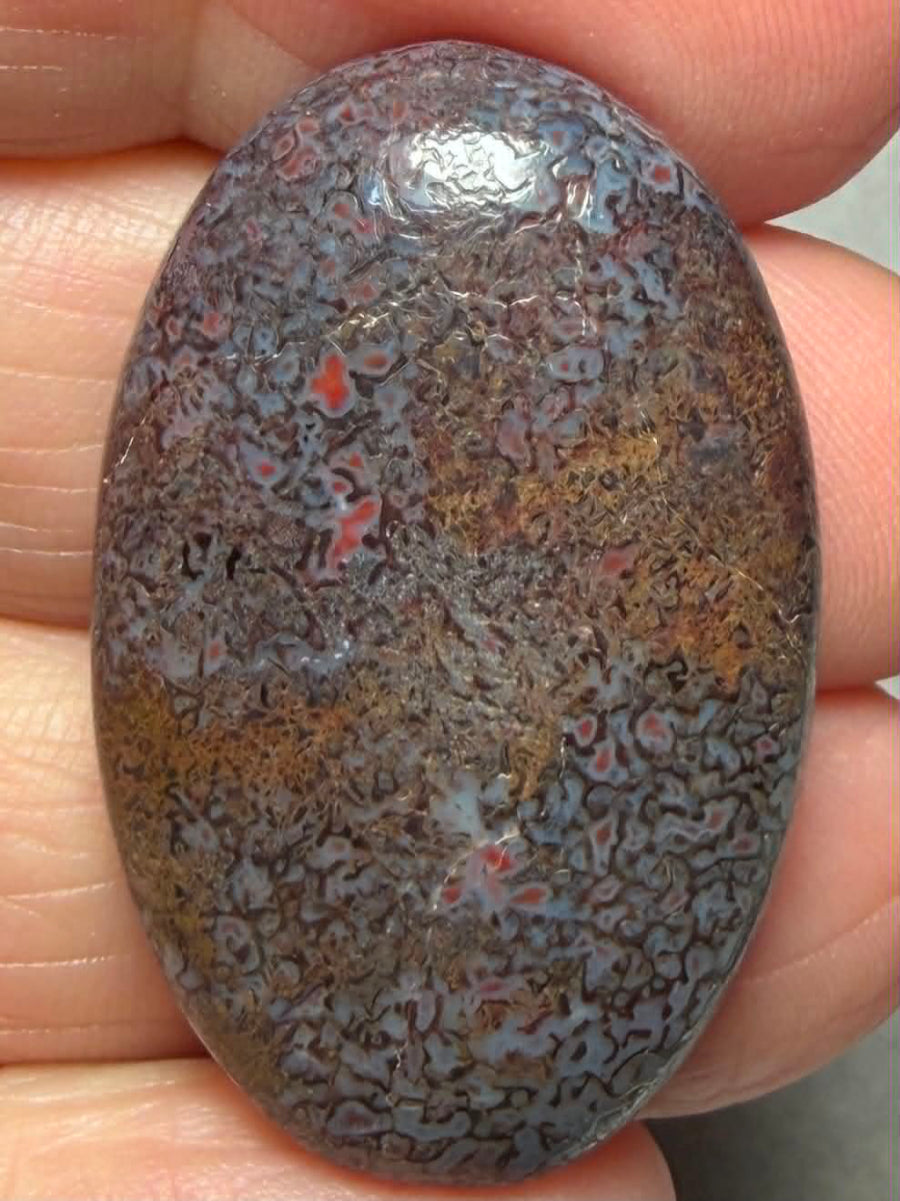 Oval 35x22mm Dinosaur Bone Cabochon 46