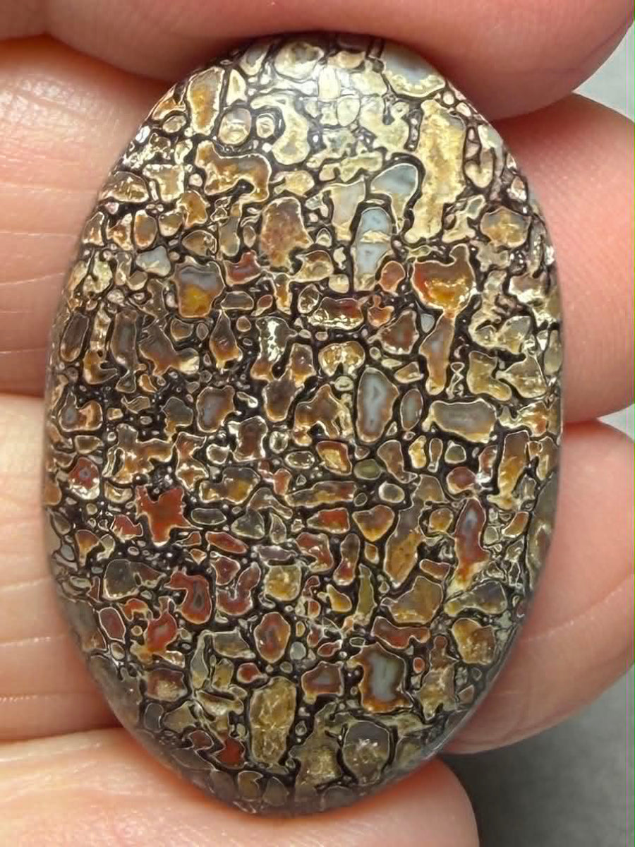 Oval 33x21mm Dinosaur Bone Cabochon 54