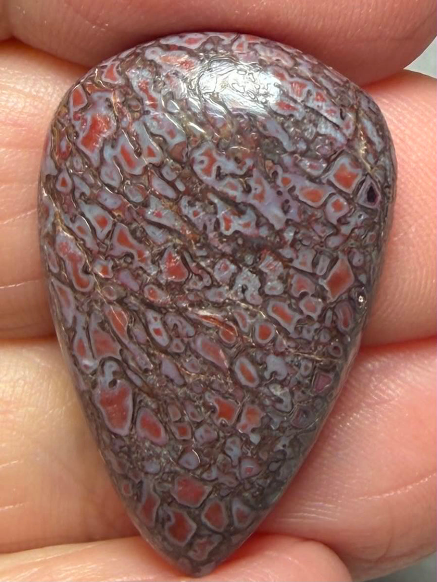 Teardrop 29x18mm Dinosaur Bone Cabochon 55
