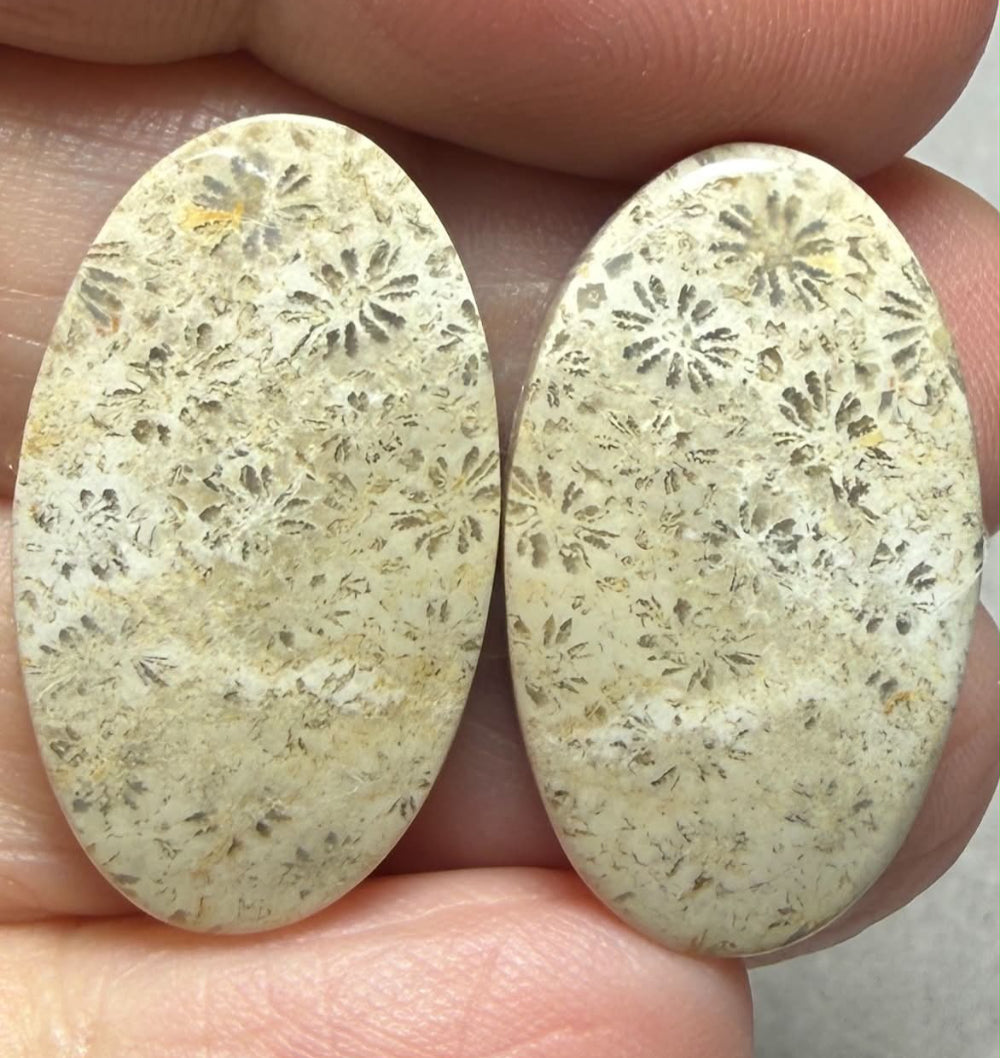Oval 26x15mm Gold Fossil Coral Cabochon Pair 02