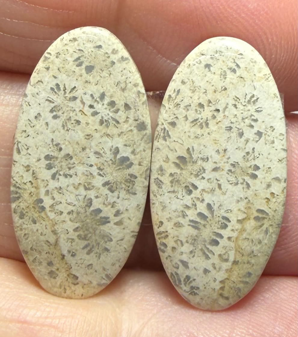 Oval 24x12mm Gold Fossil Coral Cabochon Pair 03