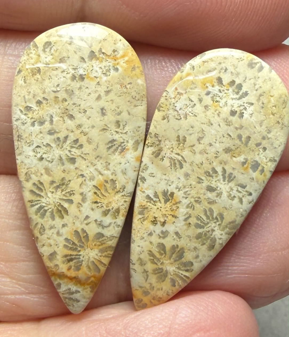 Teardrop 28x13mm Gold Fossil Coral Cabochon Pair 07