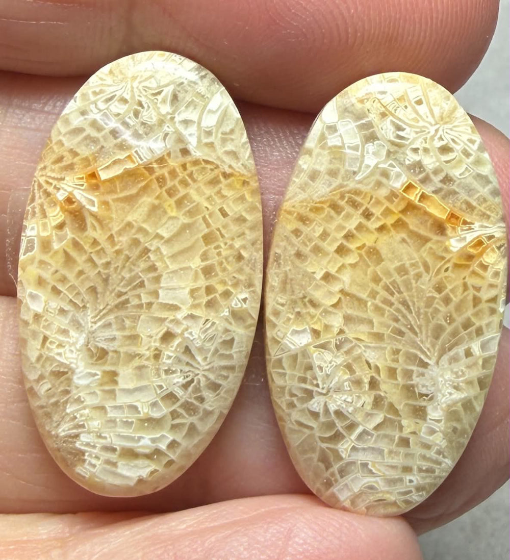 Oval 28x15mm Gold Fossil Coral Cabochon Pair 08