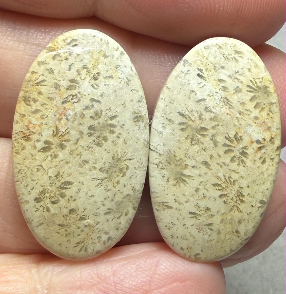 Oval 27x15mm Gold Fossil Coral Cabochon Pair 09