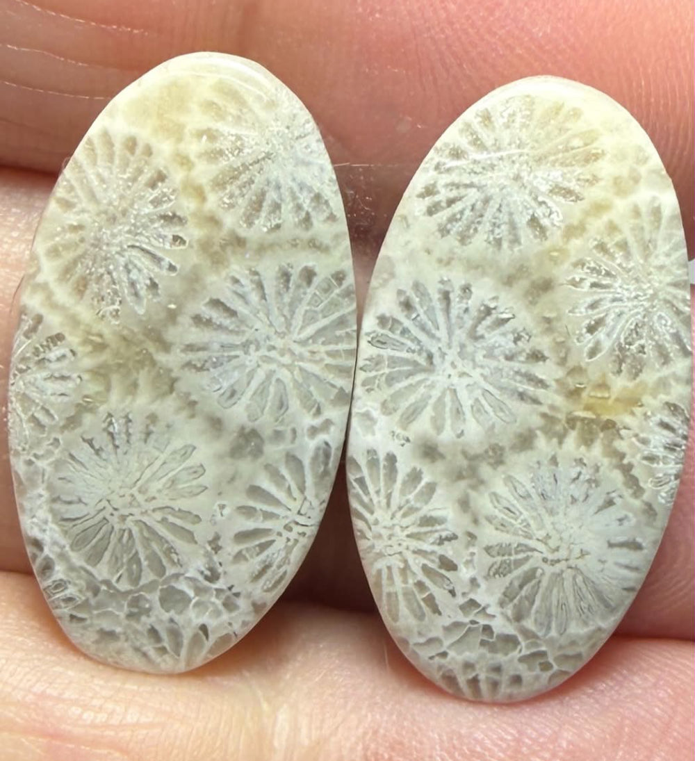 Oval 25x13mm Gold Fossil Coral Cabochon Pair 10