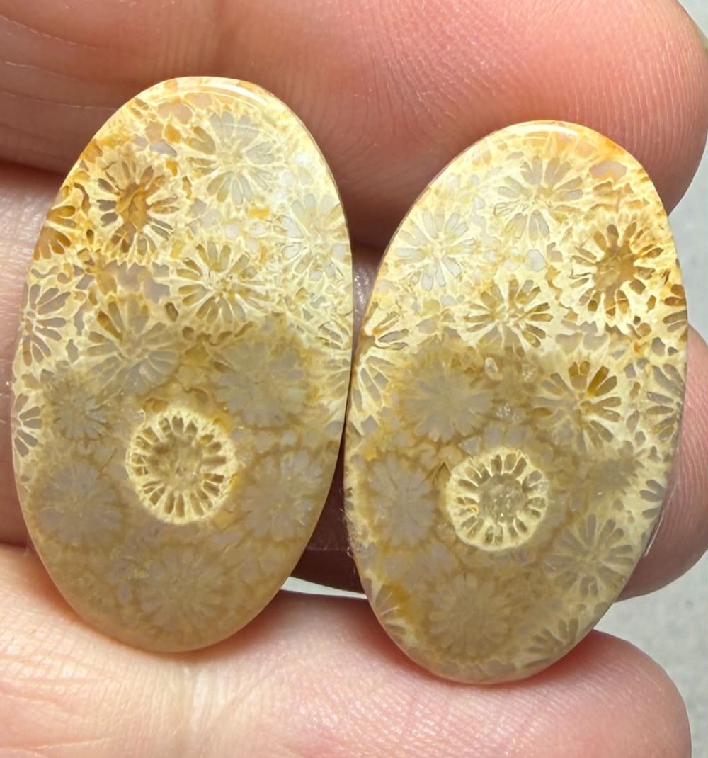 Oval 25x14mm Gold Fossil Coral Cabochon Pair 12