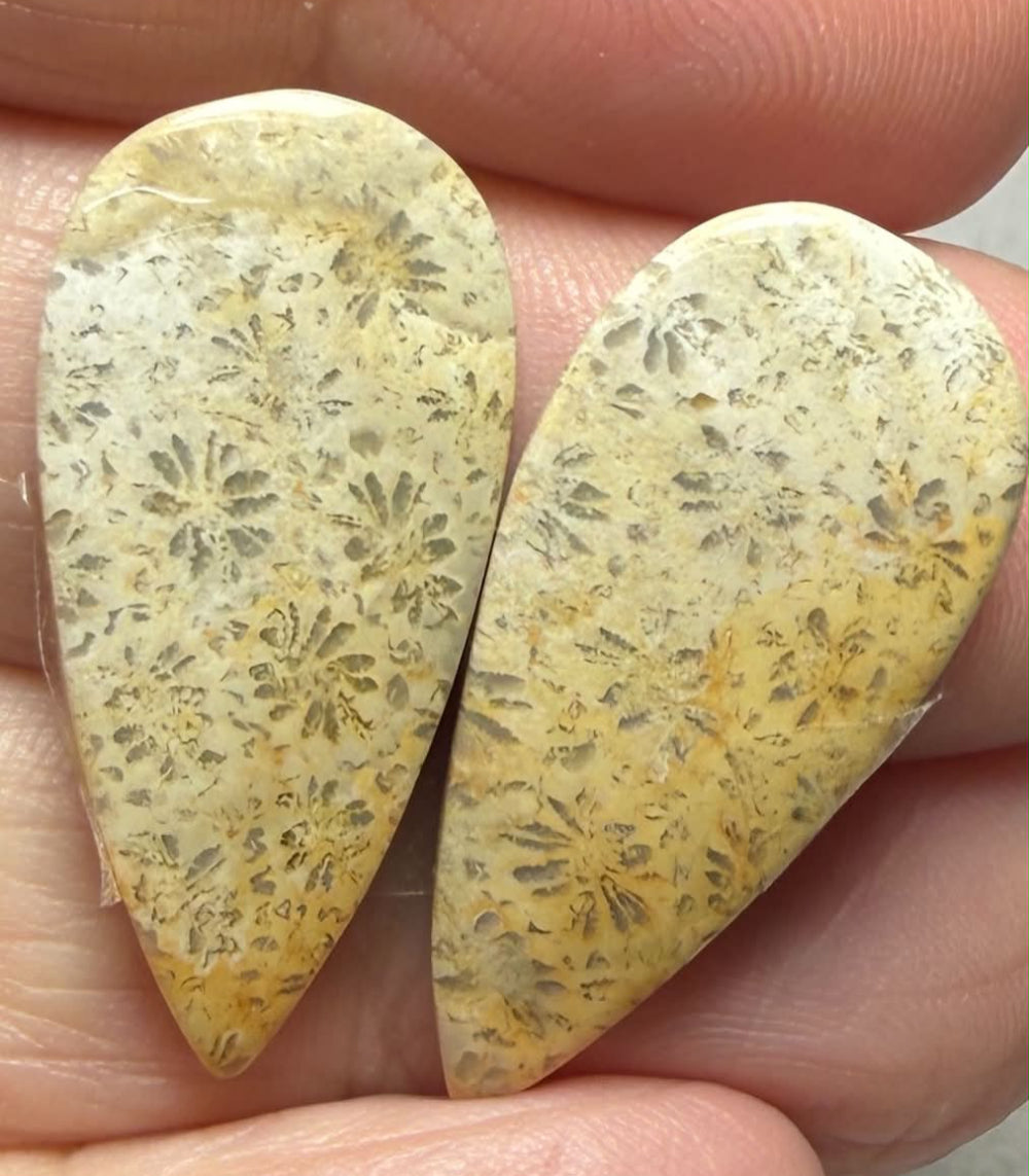 Teardrop 28x13mm Gold Fossil Coral Cabochon Pair 15