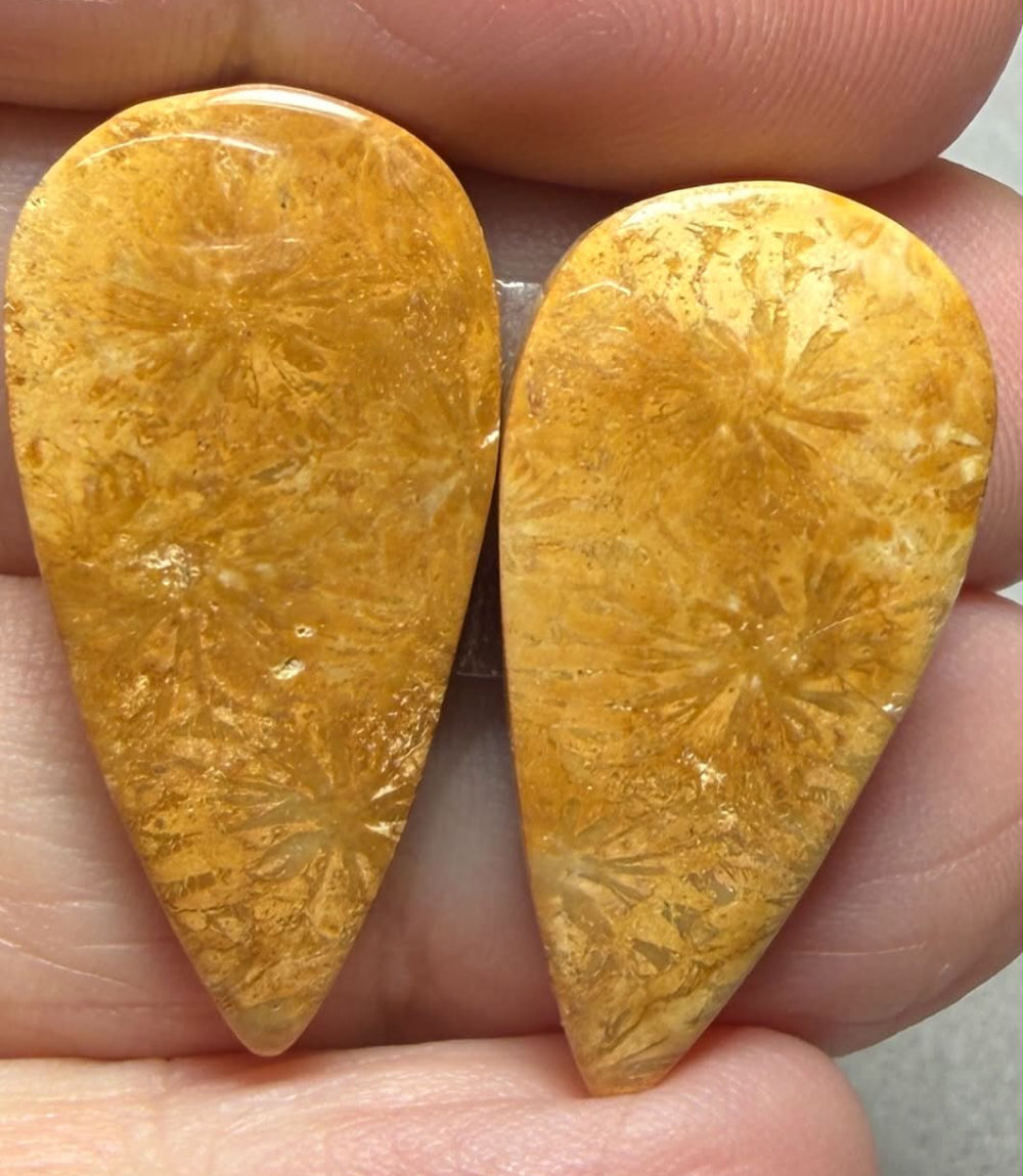 Teardrop 29x14mm Gold Fossil Coral Cabochon Pair 20