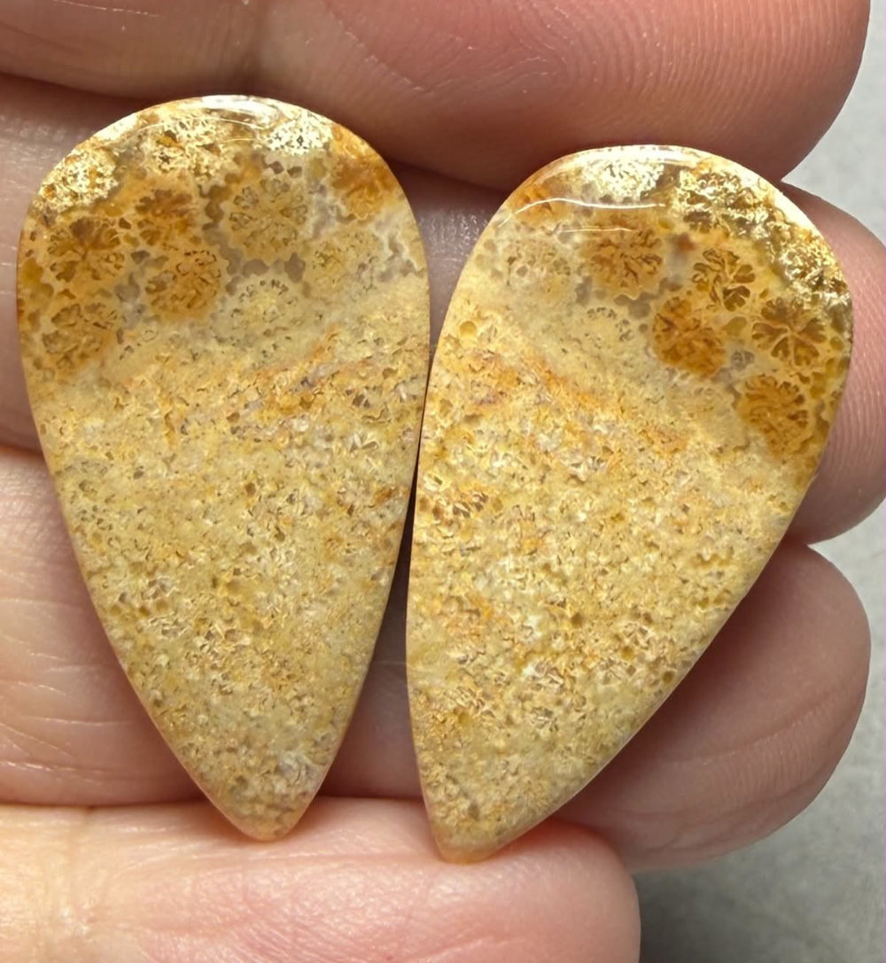Teardrop 29x15mm Gold Fossil Coral Cabochon Pair 22