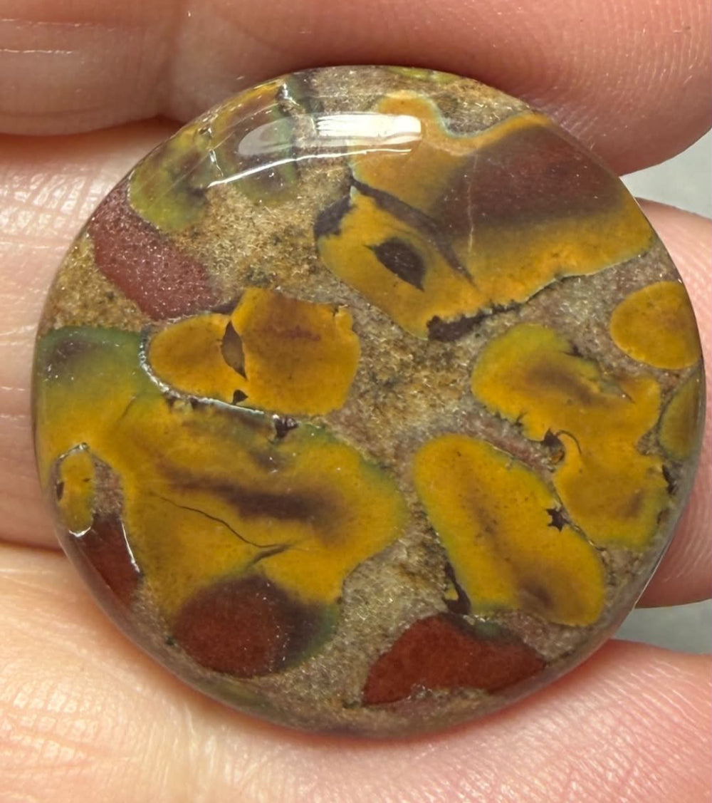 Round 24x24mm Fruit Jasper Cabochon 31