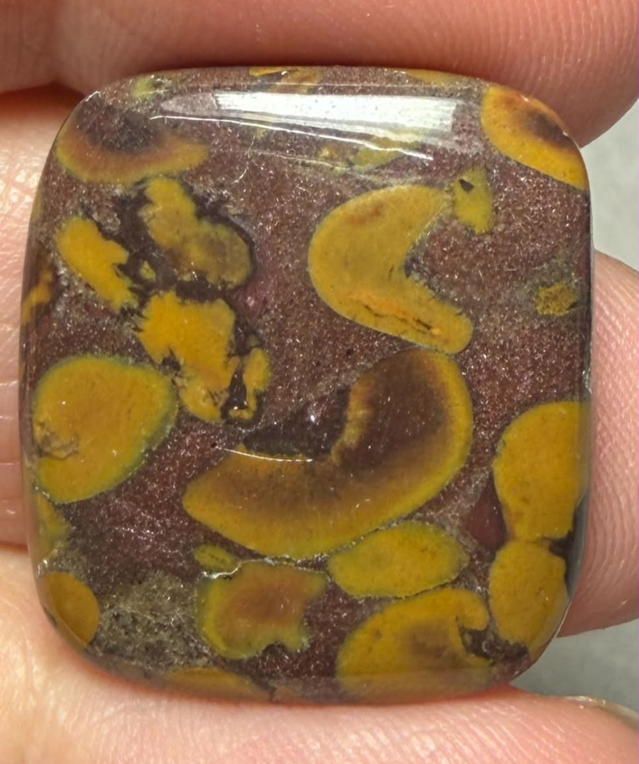 Rectangle 24x22mm Fruit Jasper Cabochon 50