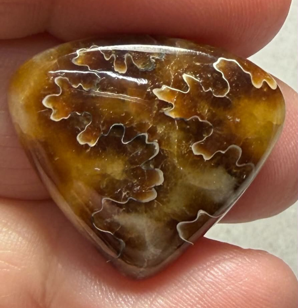 Teardrop 23x26mm Sutured Ammonite Cabochon 07