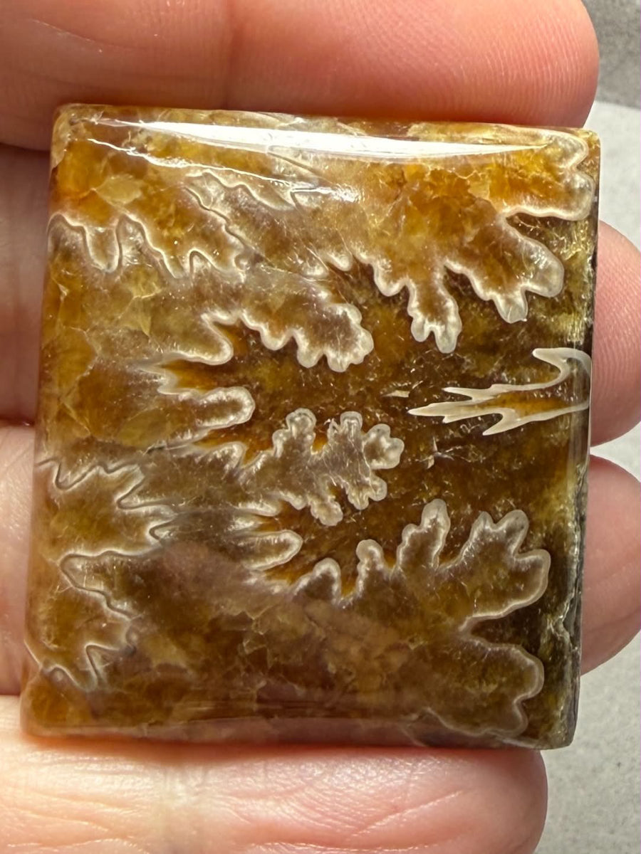Rectangle 38x33mm Sutured Ammonite Cabochon 14