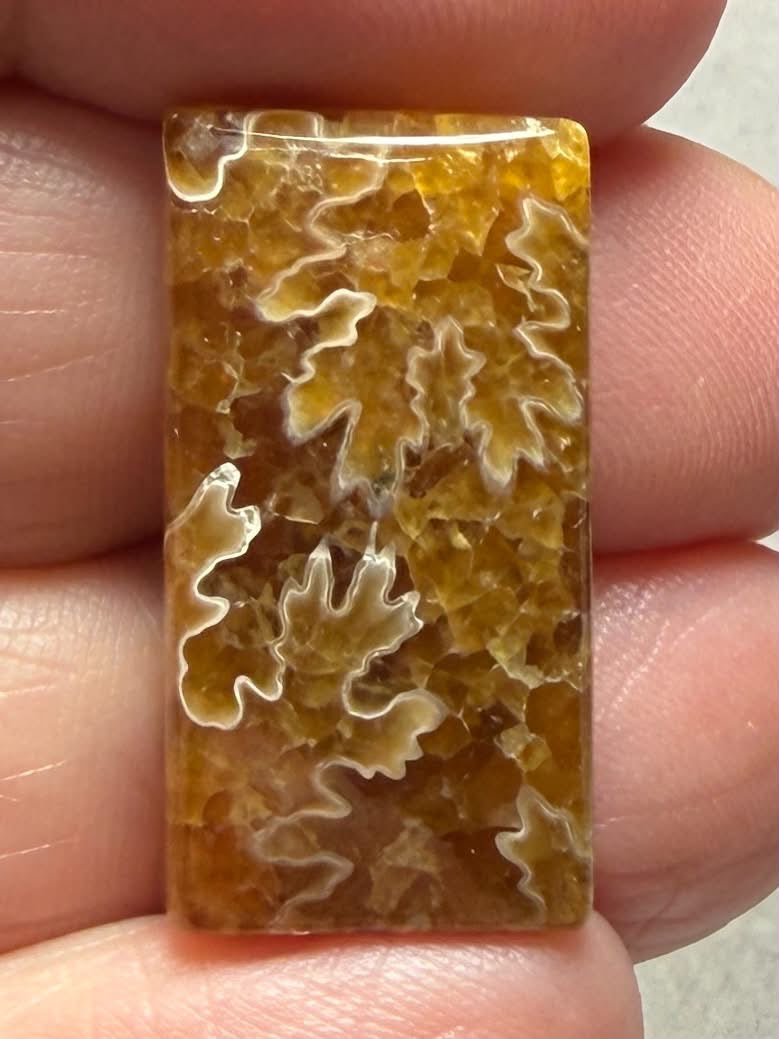 Rectangle 26x14mm Sutured Ammonite Cabochon 17