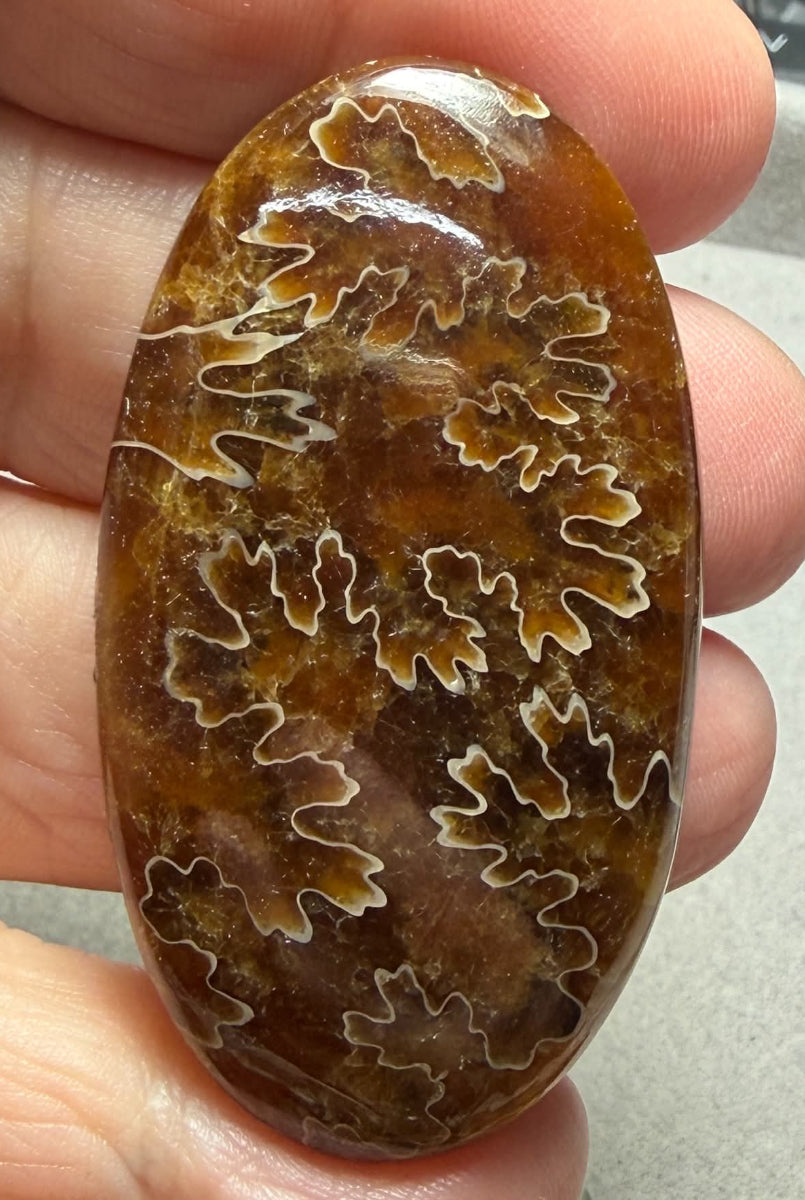 Oval 52x28mm Sutured Ammonite Cabochon 19
