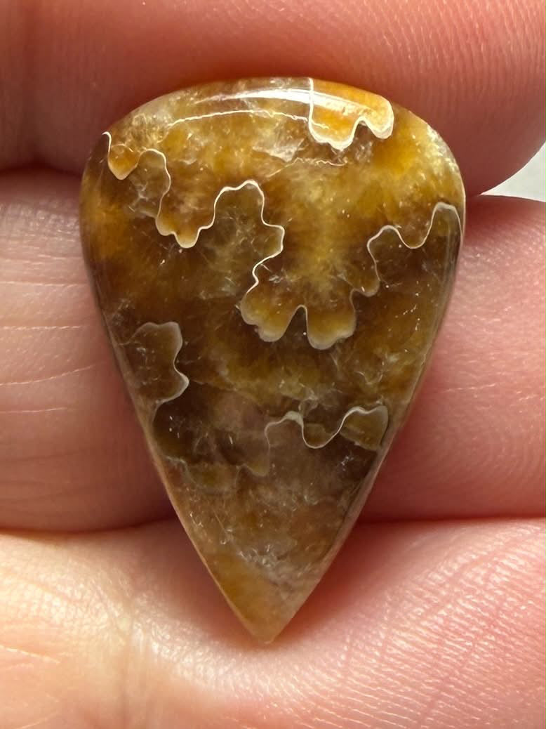 Teardrop 24x16mm Sutured Ammonite Cabochon 20