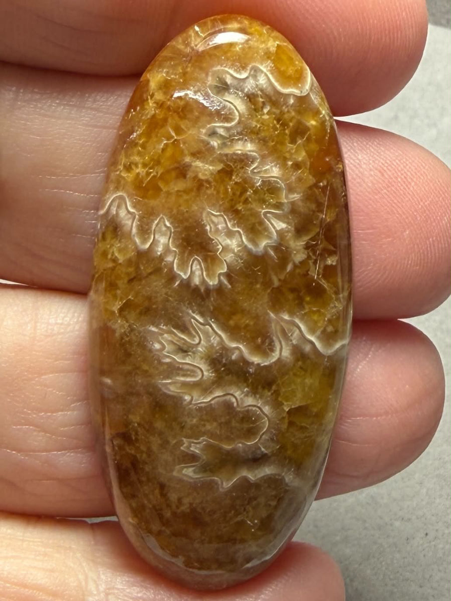 Oval 47x21mm Sutured Ammonite Cabochon 23