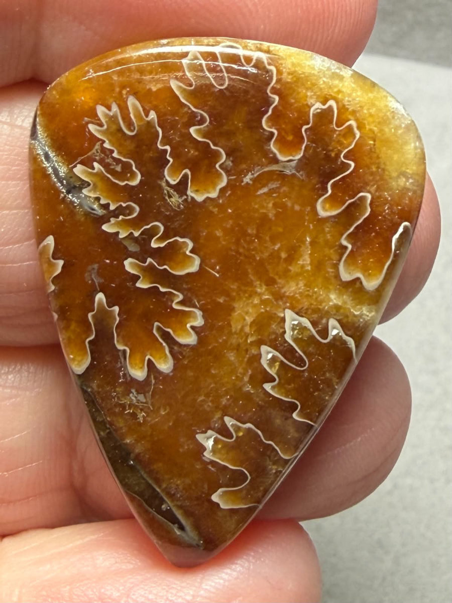 Teardrop 36x25mm Sutured Ammonite Cabochon 27