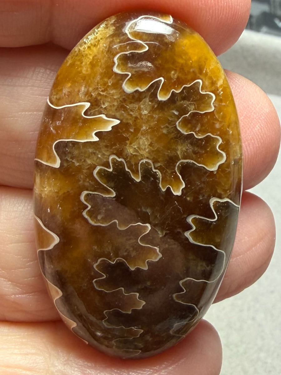Oval 43x25mm Sutured Ammonite Cabochon 28