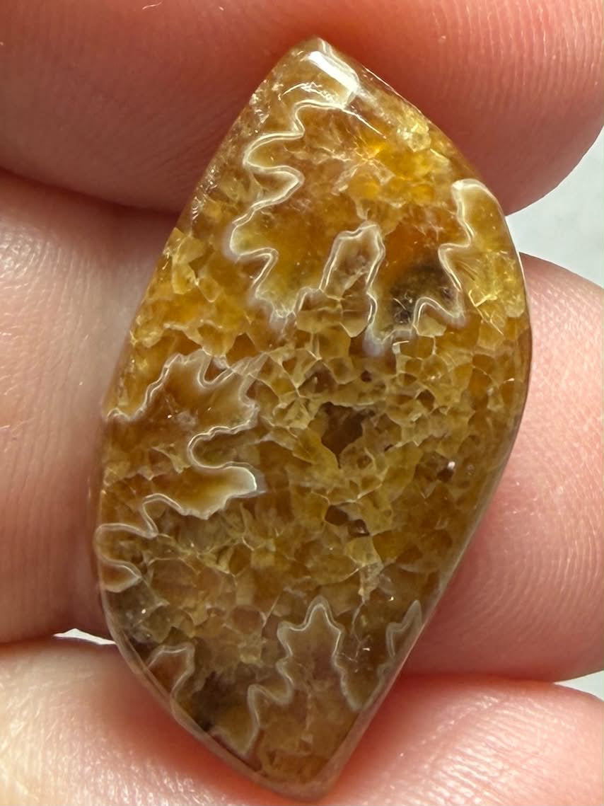 Freeform 26x14mm Sutured Ammonite Cabochon 30