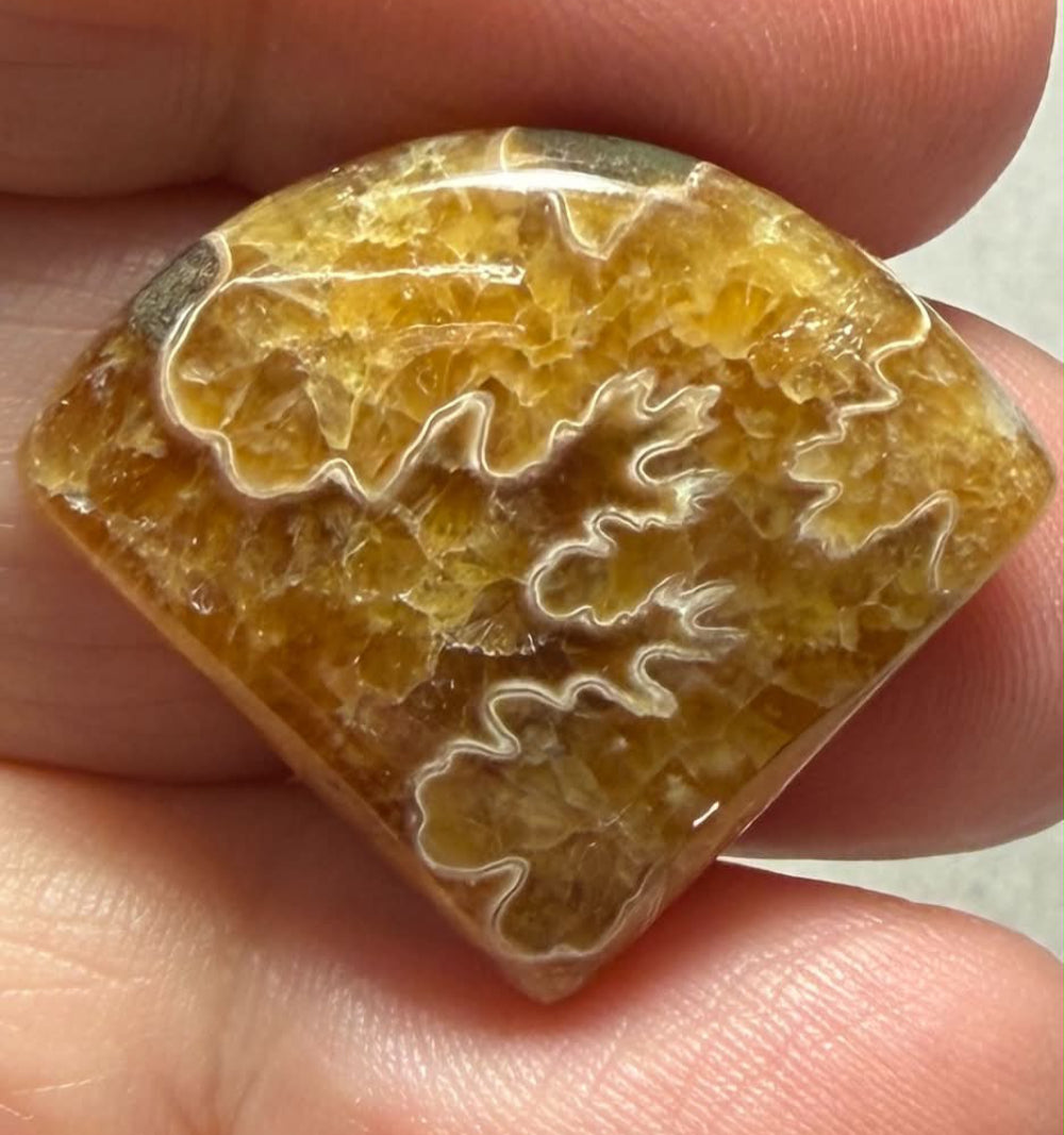 Freeform 24x28mm Sutured Ammonite Cabochon 33