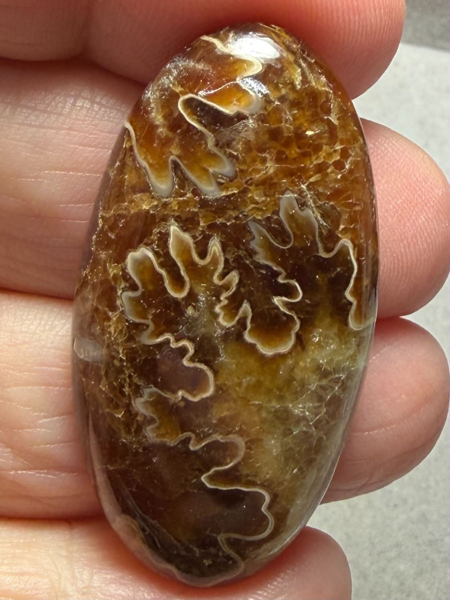 Oval 42x22mm Sutured Ammonite Cabochon 36