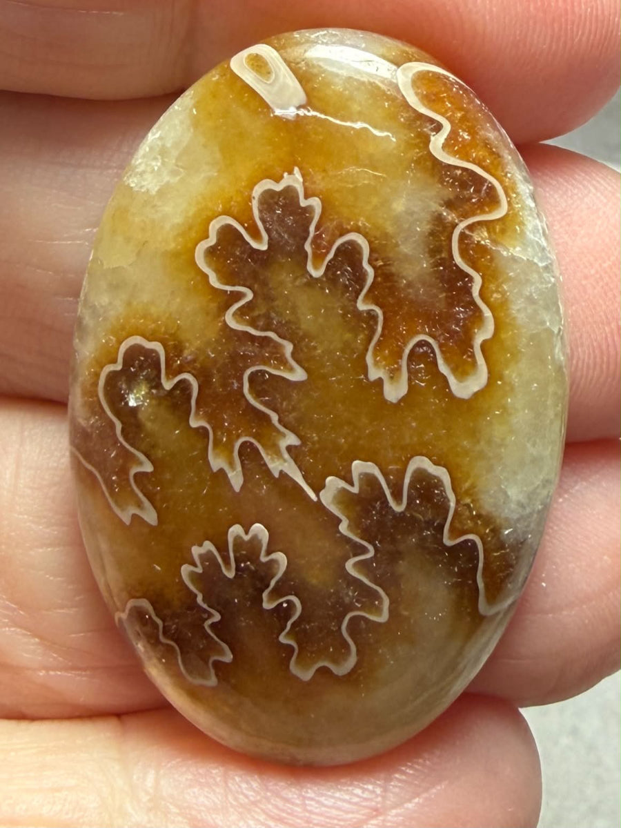 Oval 37x25mm Sutured Ammonite Cabochon 38