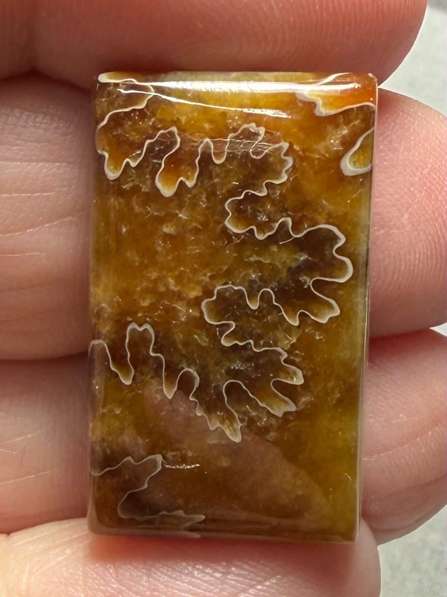 Rectangle 27x16mm Sutured Ammonite Cabochon 51