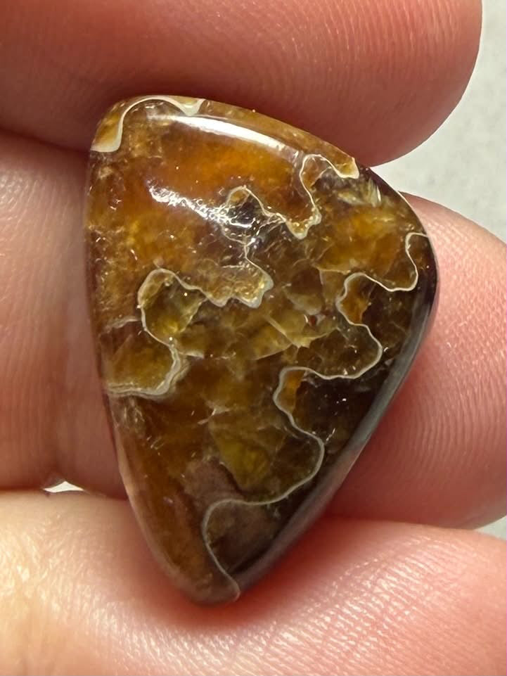 Freeform 23x15mm Sutured Ammonite Cabochon 52