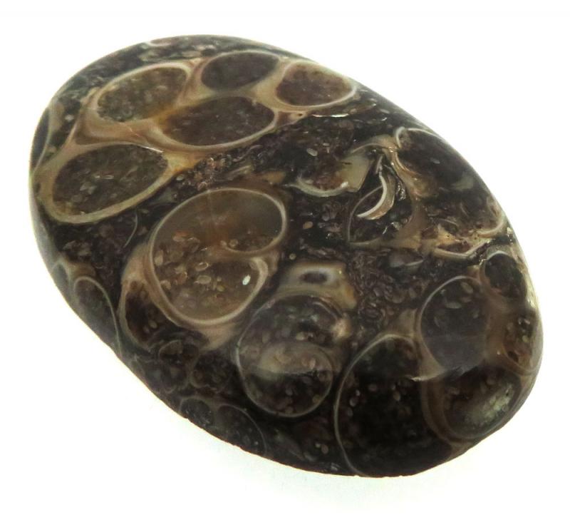 Oval 34x22mm Turritella Agate Cabochon 02