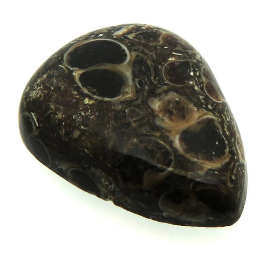 Teardrop 26x20mm Turritella Agate Cabochon 03