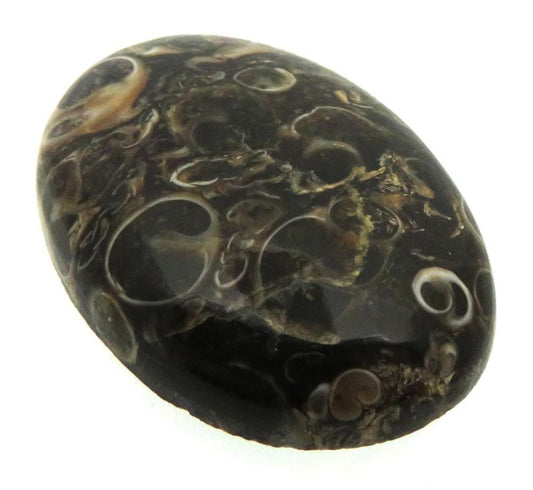 Oval 32x22mm Turritella Agate Cabochon 04