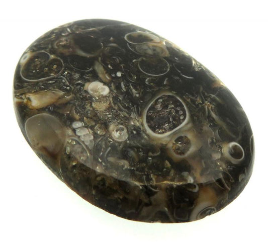 Oval 33x24mm Turritella Agate Cabochon 05