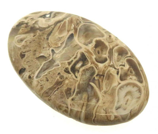 Oval 45x29mm Petrified Palm Root Cabochon 01
