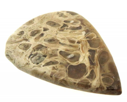 Teardrop 46x33mm Petrified Palm Root Cabochon 02