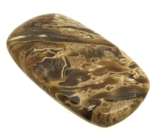 Rectangle 44x24mm Petrified Palm Root Cabochon 04