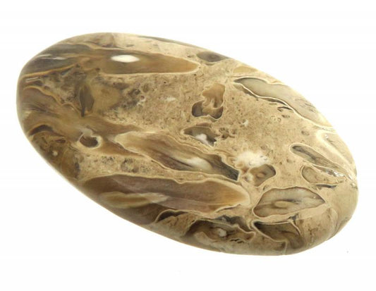 Oval 41x24mm Petrified Palm Root Cabochon 07