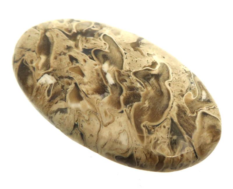 Oval 43x25mm Petrified Palm Root Cabochon 08