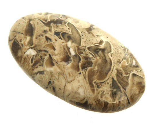 Oval 43x25mm Petrified Palm Root Cabochon 08