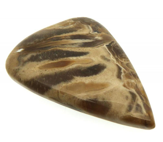Teardrop 38x28mm Petrified Palm Root Cabochon 09