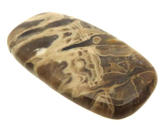 Rectangle 45x25mm Petrified Palm Root Cabochon 10