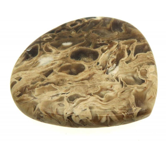 Teardrop 36x39mm Petrified Palm Root Cabochon 11
