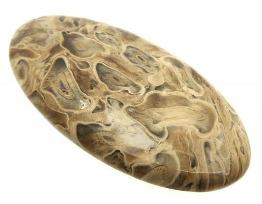 Oval 57x29mm Petrified Palm Root Cabochon 12