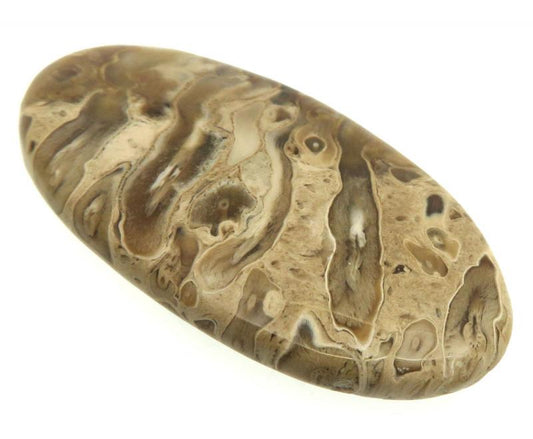 Oval 51x26mm Petrified Palm Root Cabochon 13