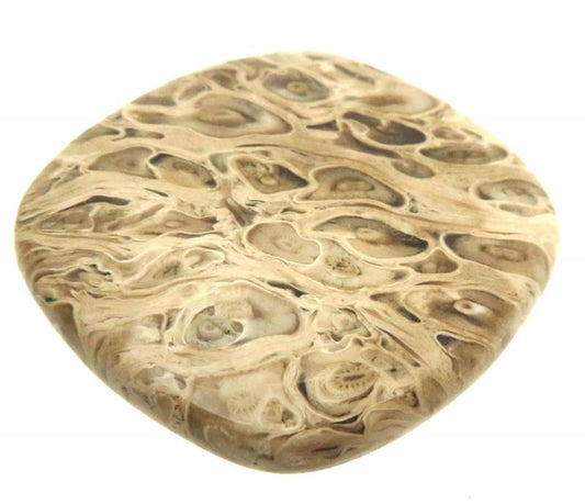 Rectangle 38x36mm Petrified Palm Root Cabochon 15
