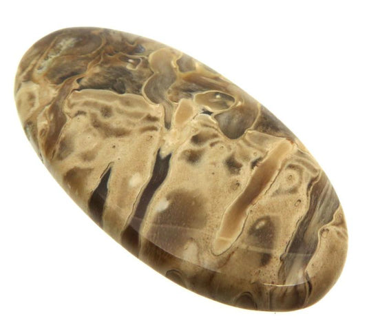 Oval 50x26mm Petrified Palm Root Cabochon 16