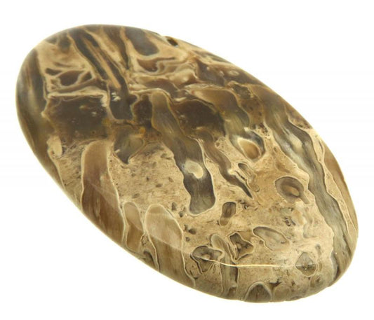 Oval 63x36mm Petrified Palm Root Cabochon 17