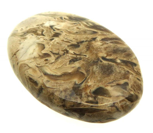 Oval 36x26mm Petrified Palm Root Cabochon 18